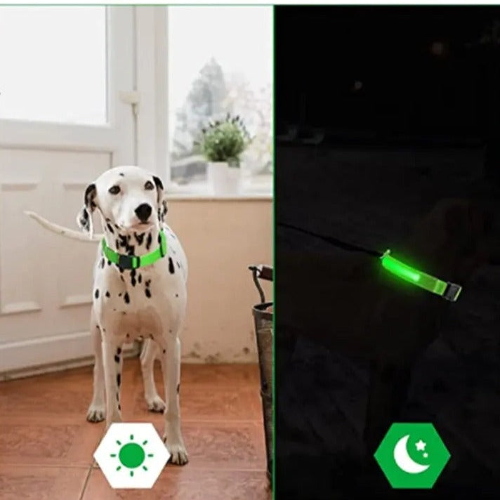 LED Dog Collars --Keep Your Dog Safe at Night-Rechargeable My Magnolia Shop